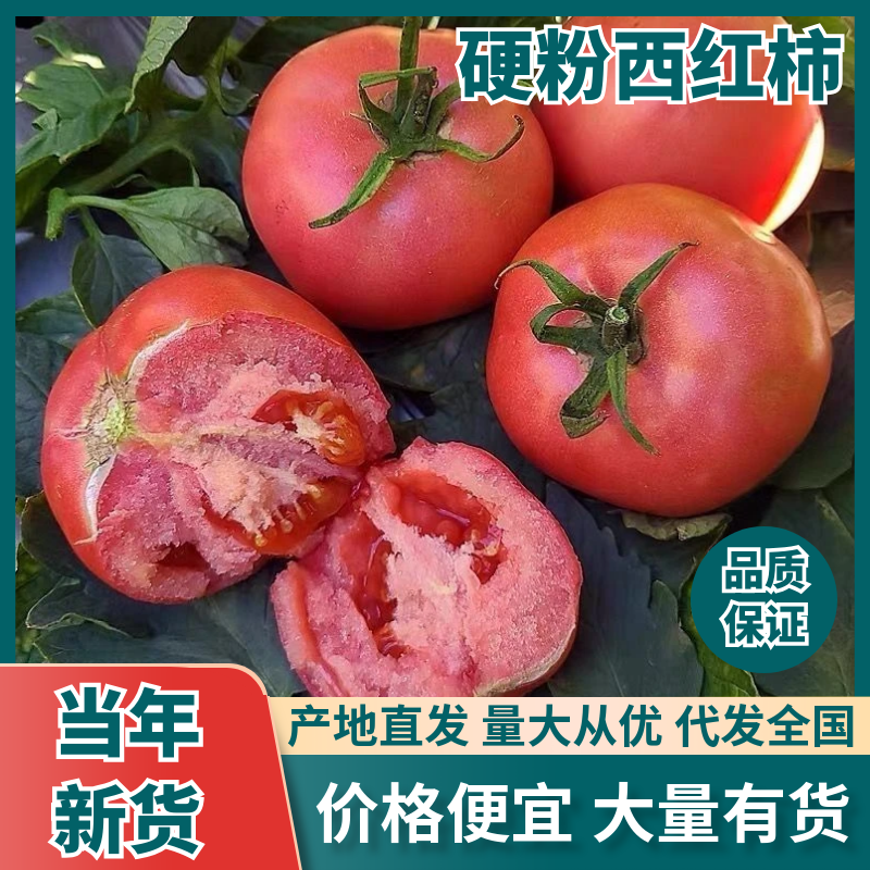 山东聊城硬粉西红柿大量上市，万亩基地种植，品质非常好！！