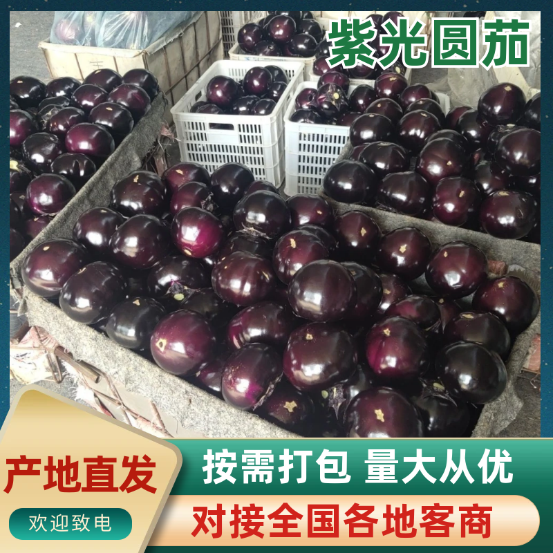 山东聊城基地种植紫光圆茄大量供应，支持一二级市场代发全国