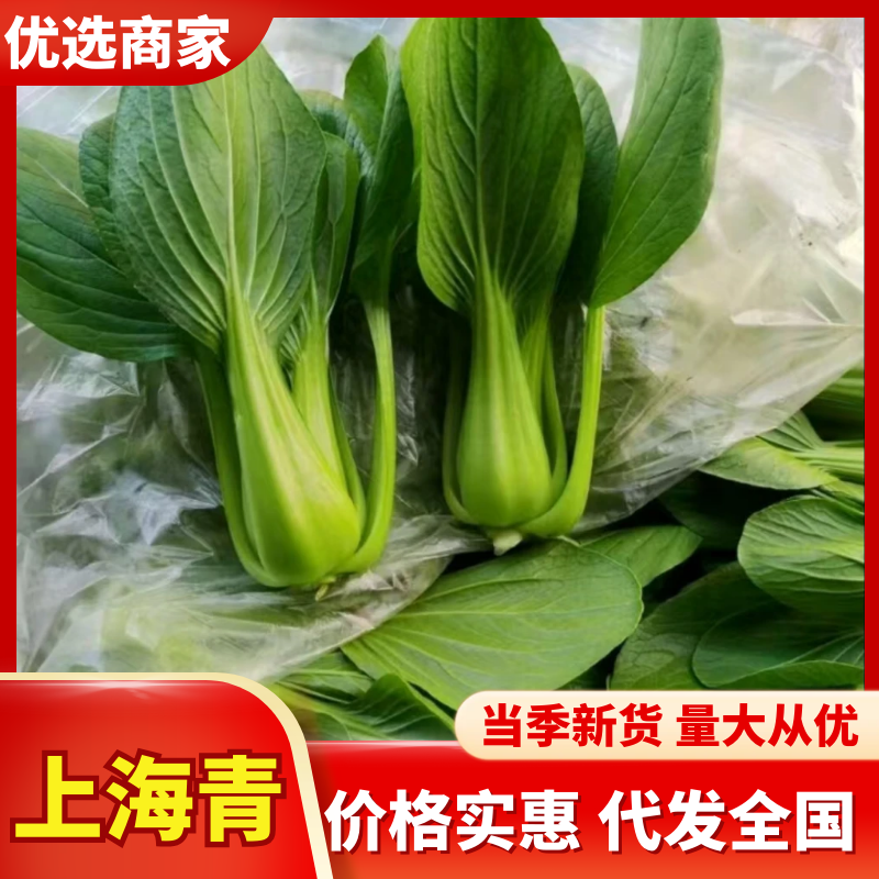 精品小颗上海青大量供应品质保证一手货源量大从优