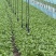 上海金山区精品鸡毛菜产地直发价格可谈量大从优