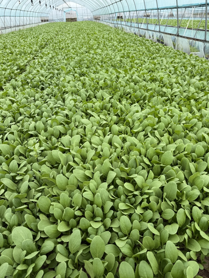 上海金山区精品鸡毛菜产地直发价格可谈量大从优
