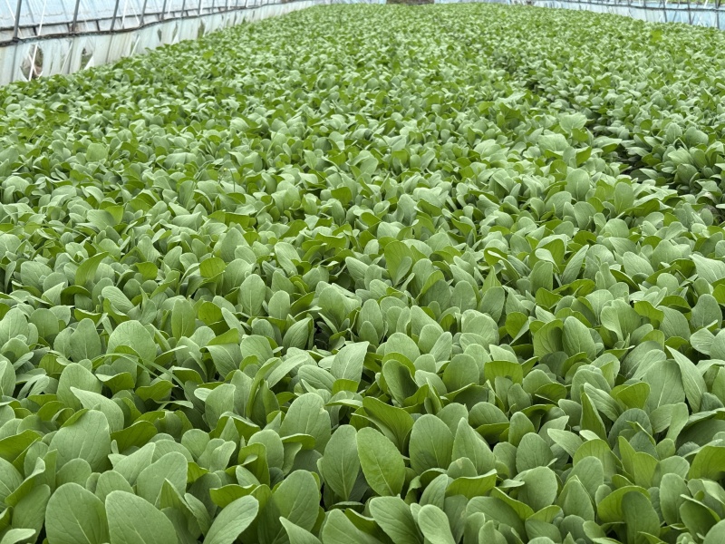 上海金山区精品鸡毛菜产地直发价格可谈量大从优