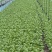 上海精品鸡毛菜常年供应/产地直发量大从优货源充足