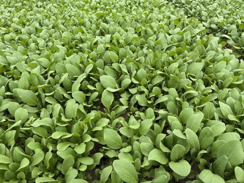 上海正宗天然新鲜鸡毛菜源头直发/价格便宜货源充足