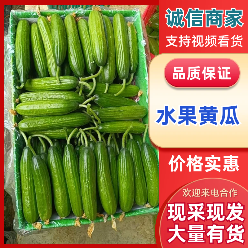 精品水果黄瓜价格随行就市电话沟通产地直发质量保证