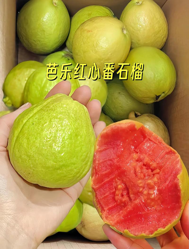 精品番石榴红心芭乐基地一手货源全国发货可视频