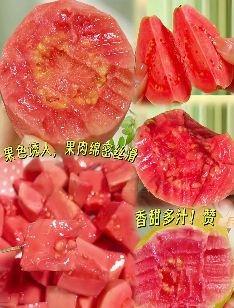 精品番石榴红心芭乐基地一手货源全国发货可视频