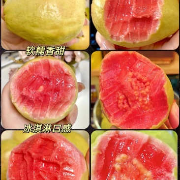 精品番石榴红心芭乐基地一手货源全国发货可视频