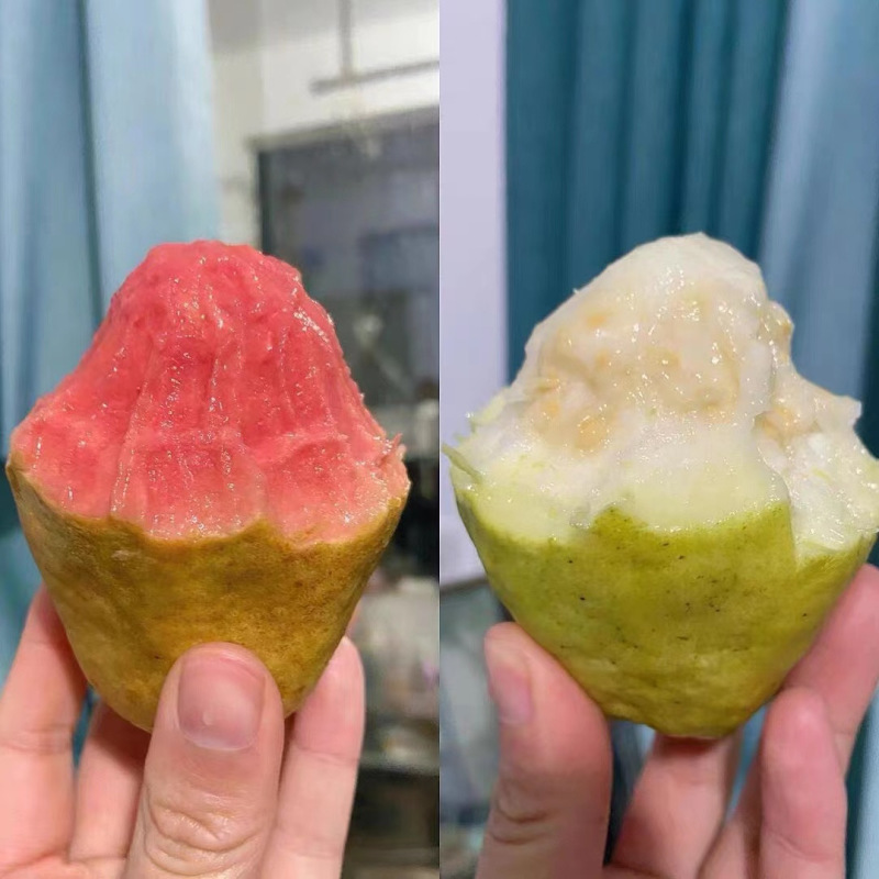 精品番石榴红心芭乐基地一手货源全国发货可视频