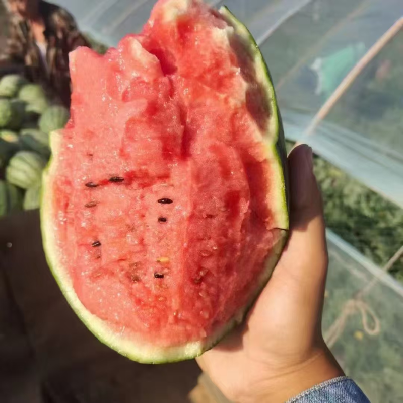 渭南冰激凌小糖丸西瓜吊兰西瓜网红手撕西瓜现摘现发包熟包甜