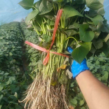 河北龙薯九号红薯苗脱毒苗剩下的七八万棵低价处理无暗病
