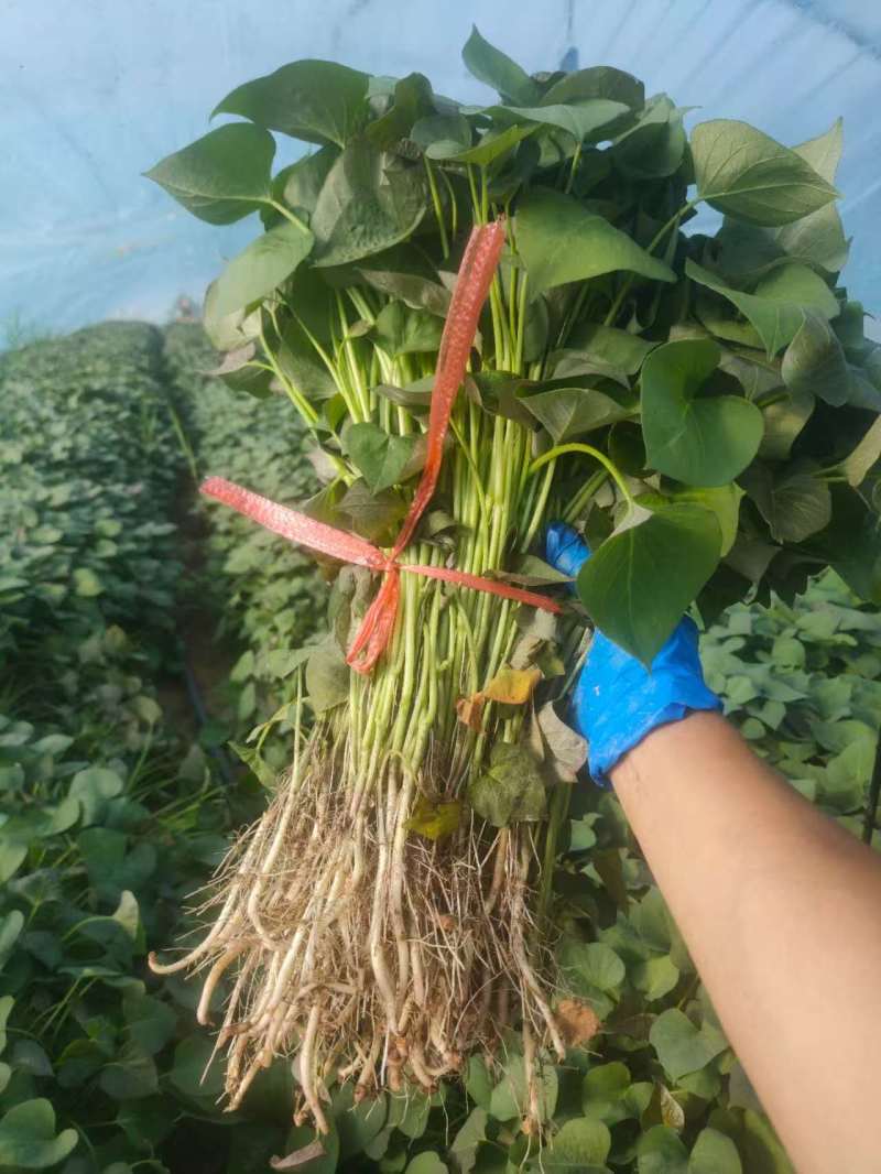 河北龙薯九号红薯苗脱毒苗剩下的七八万棵低价处理无暗病