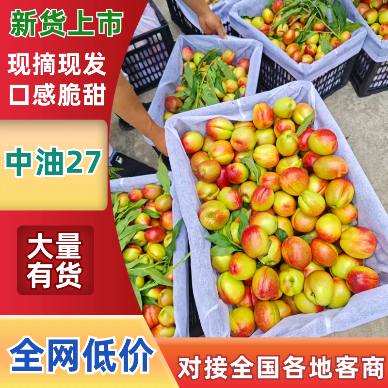 汉中油桃大量上市，质量好，味道甜，产地直发。