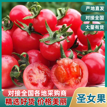 陕西圣女果可提供分拣原产地直销货源稳定有优势的价格