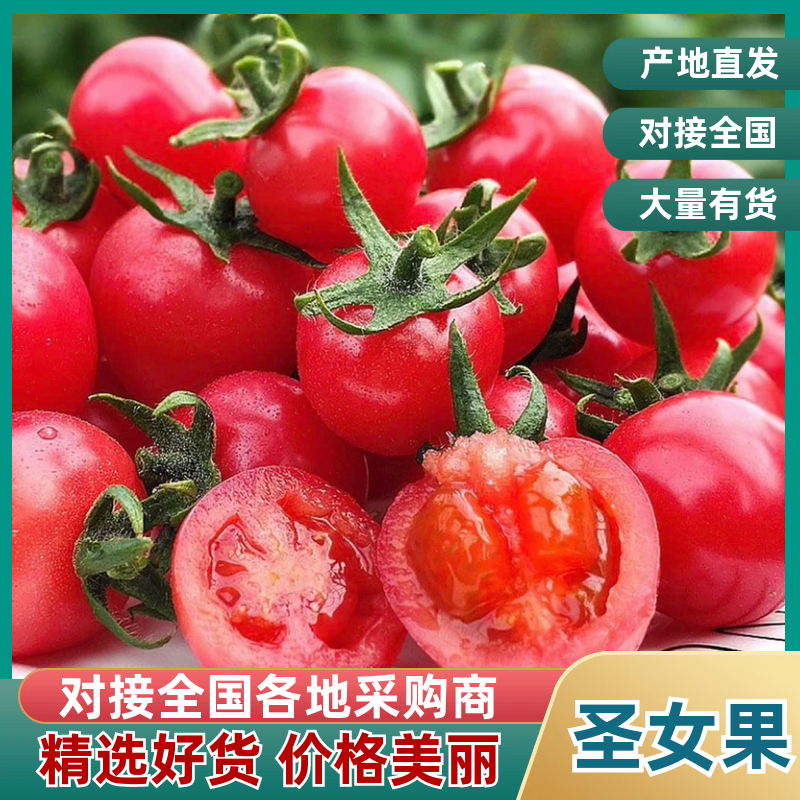 陕西圣女果可提供分拣原产地直销货源稳定有优势的价格