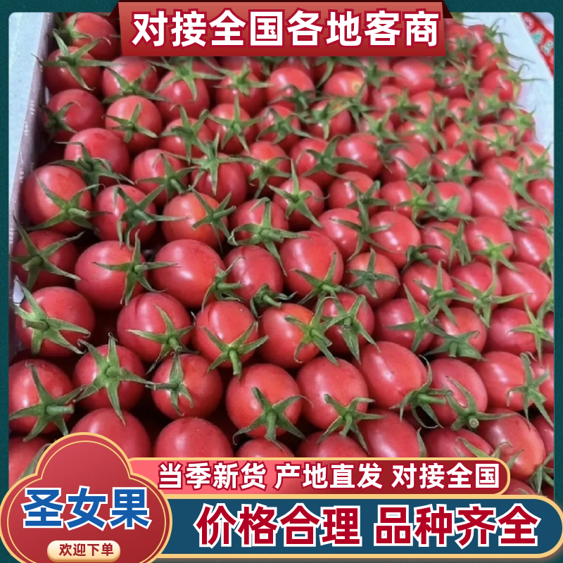 精品圣女果提供分拣原产地种植日产1-3万保质保量