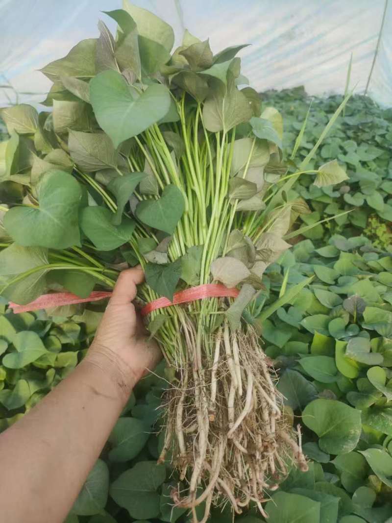 河北龙薯九号红薯苗脱毒苗剩下的七八万棵低价处理无暗病