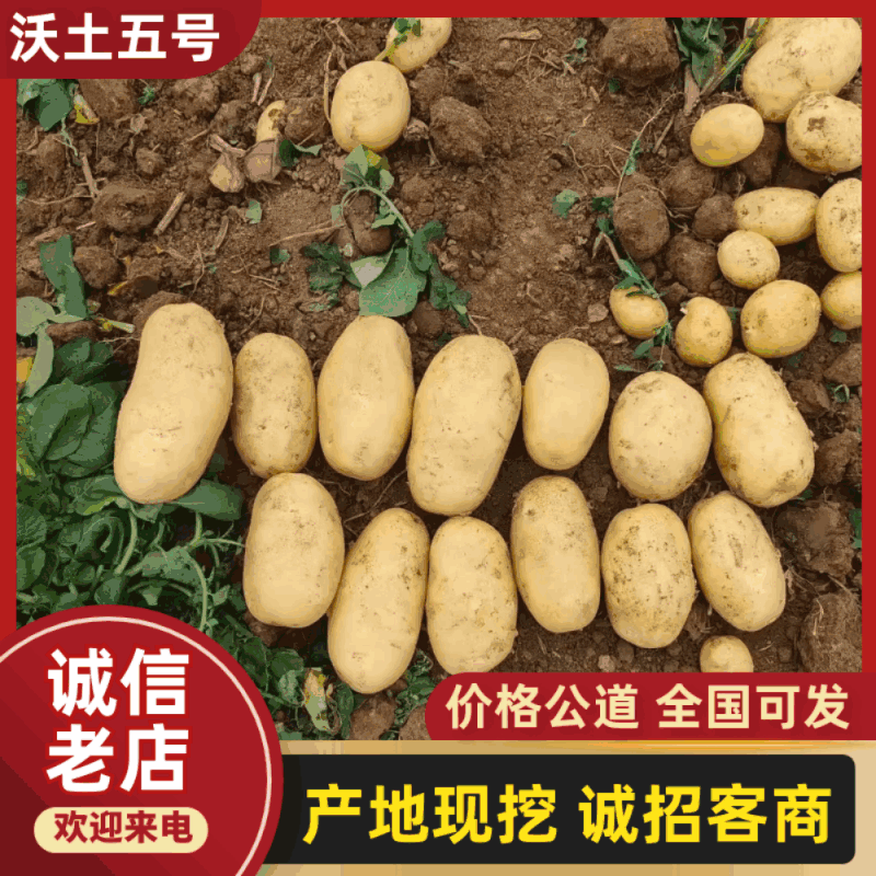 湖北黄心土豆实验一产地现挖现发可视频看货供全国