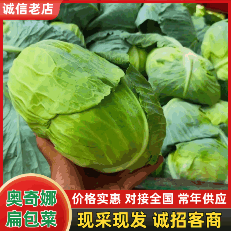 扁包菜奥奇娜甘蓝，湖北新鲜甘蓝奥奇娜货源充足量大从优