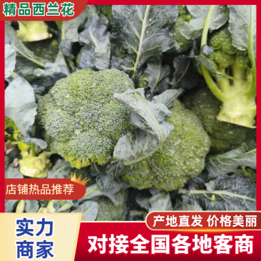 【实力推荐】江苏西蓝花/基地直发/视频看货/欢迎电询