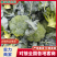 【实力推荐】江苏西蓝花/基地直发/视频看货/欢迎电询