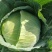 扁包菜奥奇娜甘蓝,湖北新鲜甘蓝奥奇娜货源充足量大从优