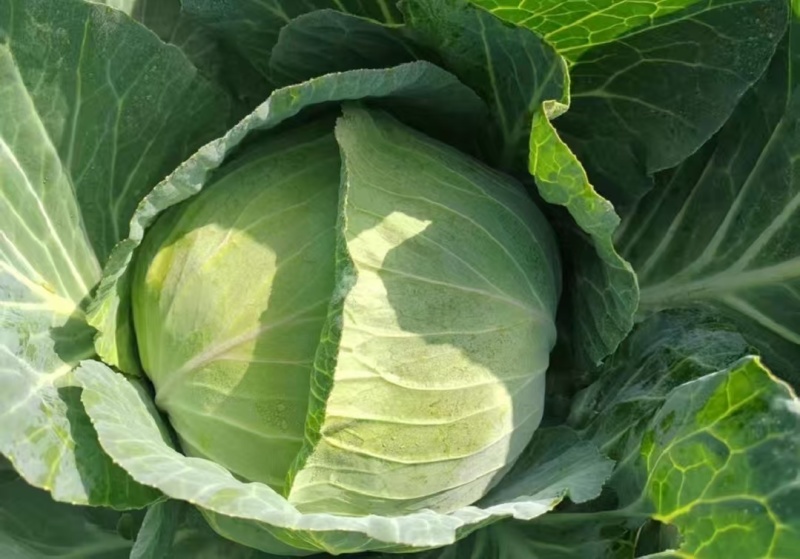 扁包菜奥奇娜甘蓝，湖北新鲜甘蓝奥奇娜货源充足量大从优