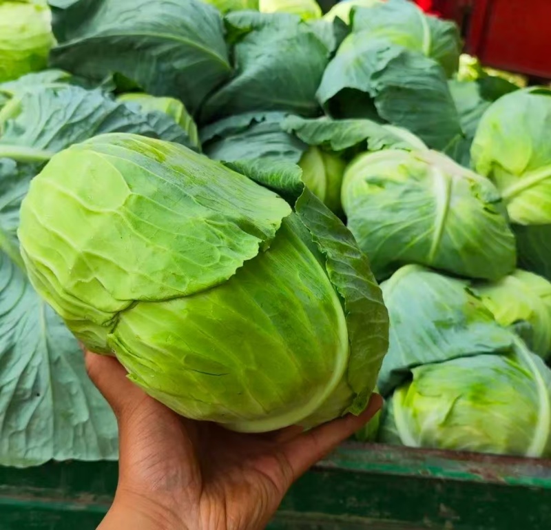 扁包菜奥奇娜甘蓝，湖北新鲜甘蓝奥奇娜货源充足量大从优