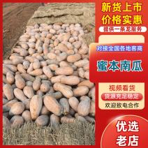 蜜本南瓜云南精品南瓜产地直发保质保量对接全国市场