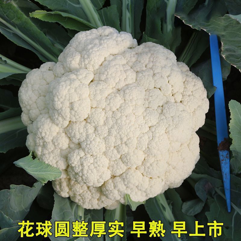 青梗松花菜种子散花菜种子耐热花椰菜白花菜种子籽菜花种子