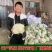 青梗松花菜种子散花菜种子耐热花椰菜白花菜种子籽菜花种子