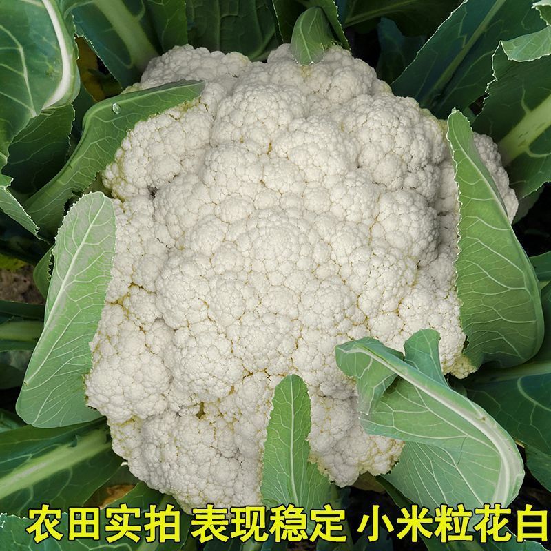 青梗松花菜种子散花菜种子耐热花椰菜白花菜种子籽菜花种子