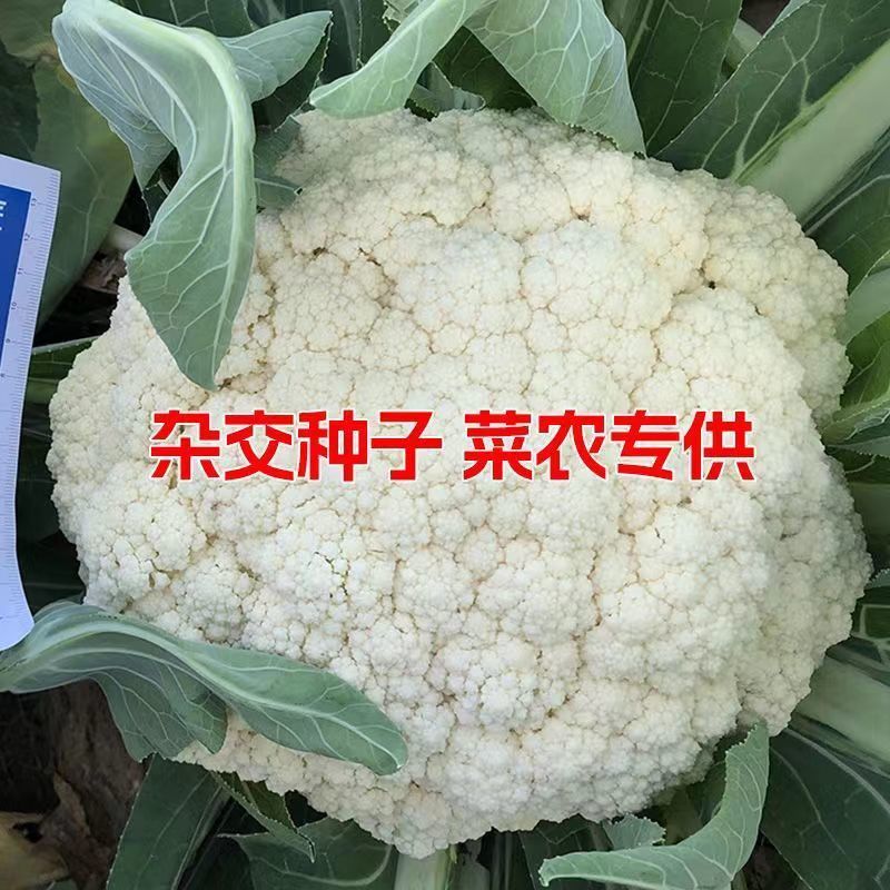 青梗松花菜种子散花菜种子耐热花椰菜白花菜种子籽菜花种子