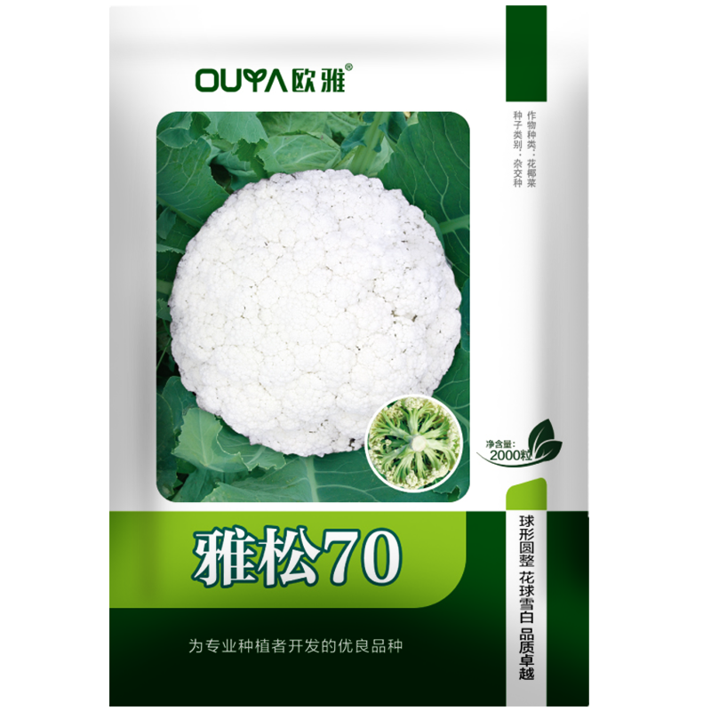 青梗松花菜种子散花菜种子耐热花椰菜白花菜种子籽菜花种子