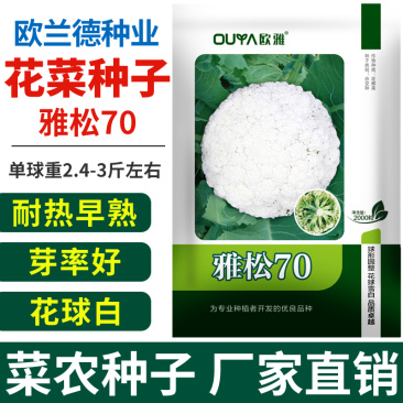 青梗松花菜种子散花菜种子耐热花椰菜白花菜种子籽菜花种子
