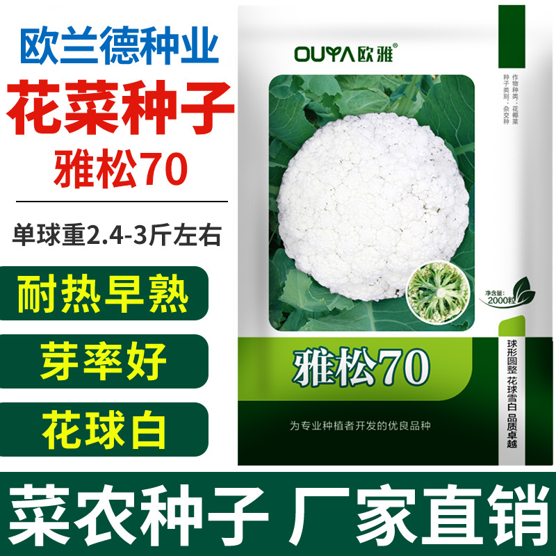 青梗松花菜种子散花菜种子耐热花椰菜白花菜种子籽菜花种子