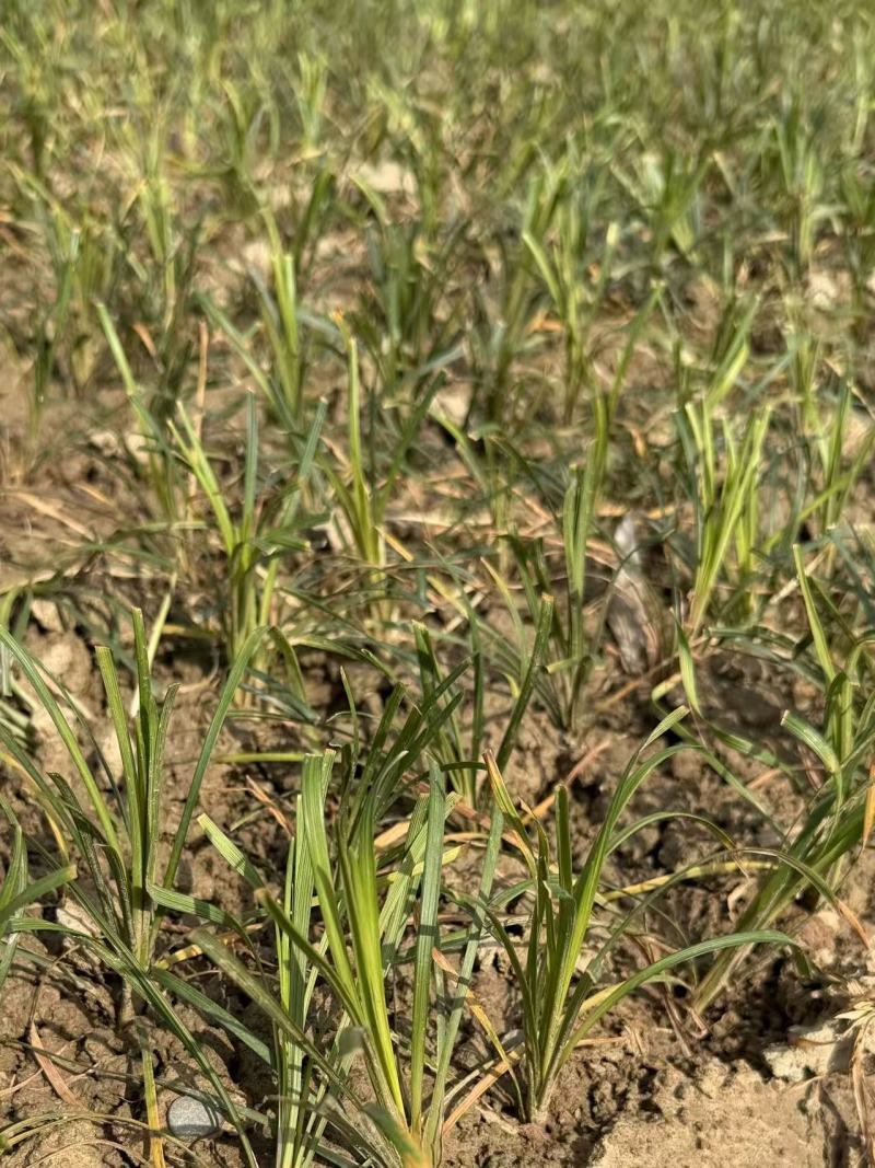 【麦冬种苗】带根不带果基地直供批发零售货源充足