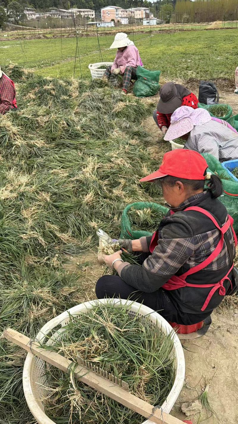 【麦冬种苗】带根不带果基地直供批发零售货源充足