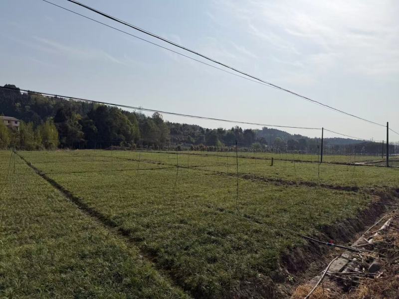 【麦冬种苗】带根不带果基地直供批发零售货源充足
