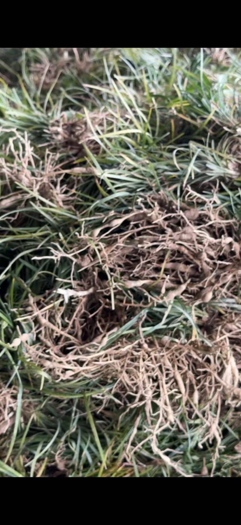【麦冬种苗】带根不带果基地直供批发零售货源充足