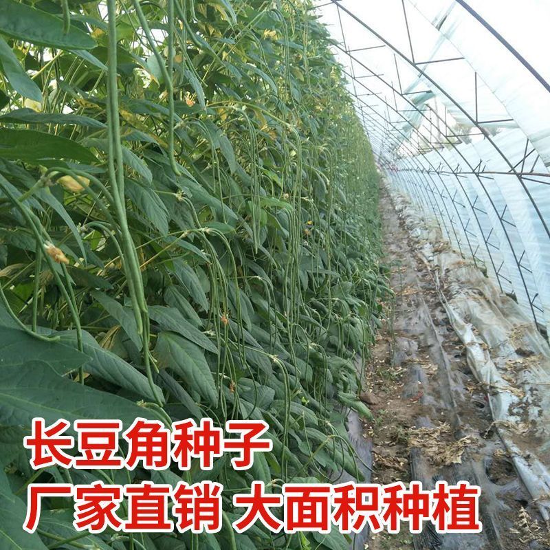 耐热长豆角种子越夏耐高温河南搭架长豆角种高产豇豆角种子