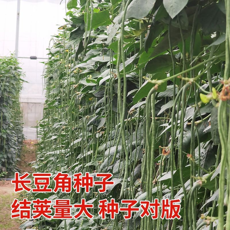 耐热长豆角种子越夏耐高温河南搭架长豆角种高产豇豆角种子