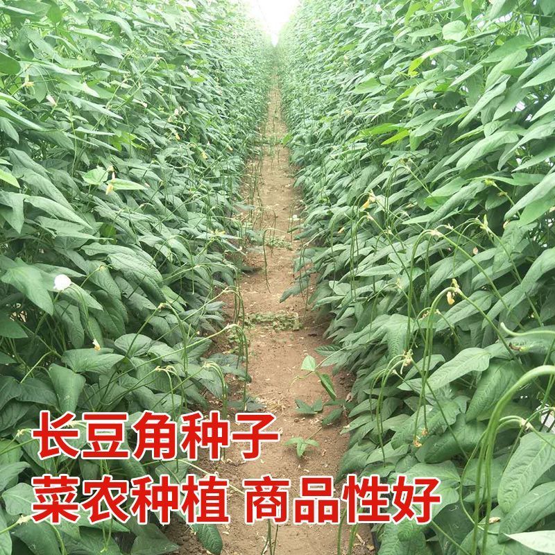 耐热长豆角种子越夏耐高温河南搭架长豆角种高产豇豆角种子