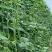 耐热长豆角种子越夏耐高温河南搭架长豆角种高产豇豆角种子