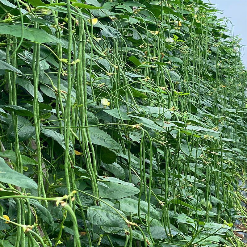耐热长豆角种子越夏耐高温河南搭架长豆角种高产豇豆角种子