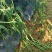 耐热长豆角种子越夏耐高温河南搭架长豆角种高产豇豆角种子