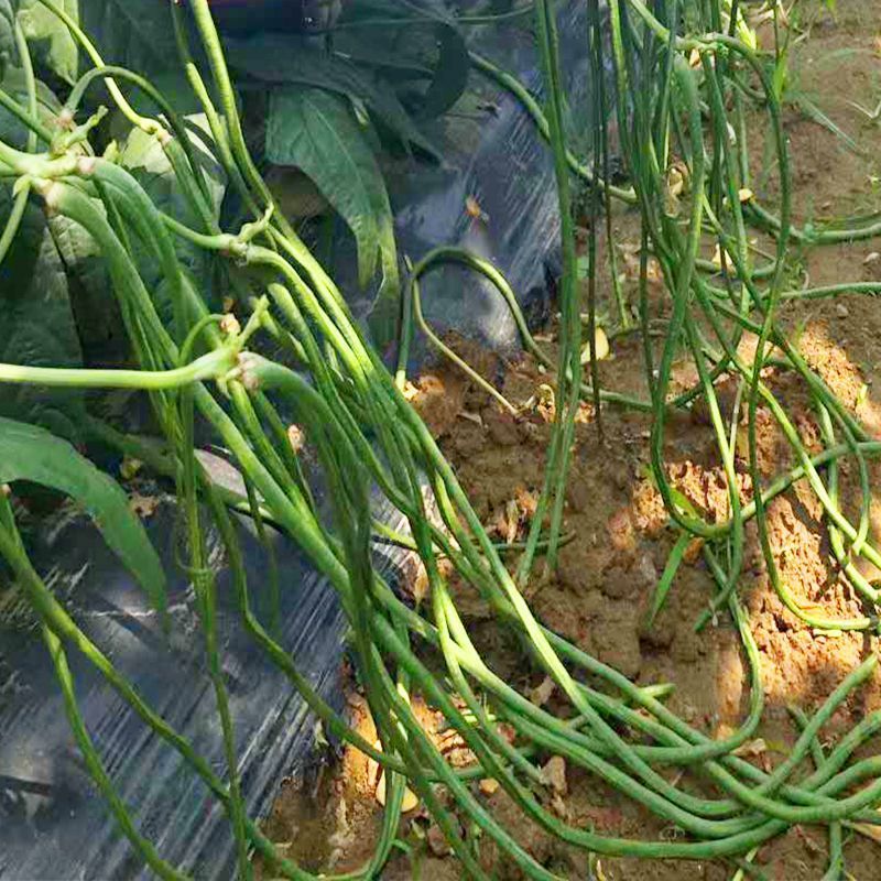 耐热长豆角种子越夏耐高温河南搭架长豆角种高产豇豆角种子