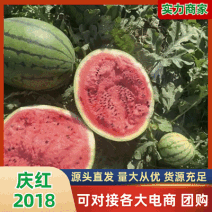 庆红系列精品西瓜四川庆红2018西瓜现摘现发量大从优