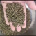 吴茱萸、吴萸花