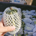 【精品】大荔甜瓜博洋9号一手货源保质保量价格特惠